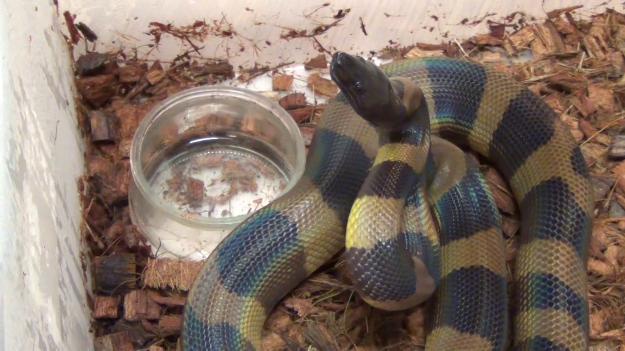 My ringed pythons