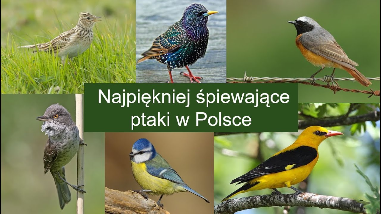 Najpiękniej śpiewające ptaki w Polsce cz.1