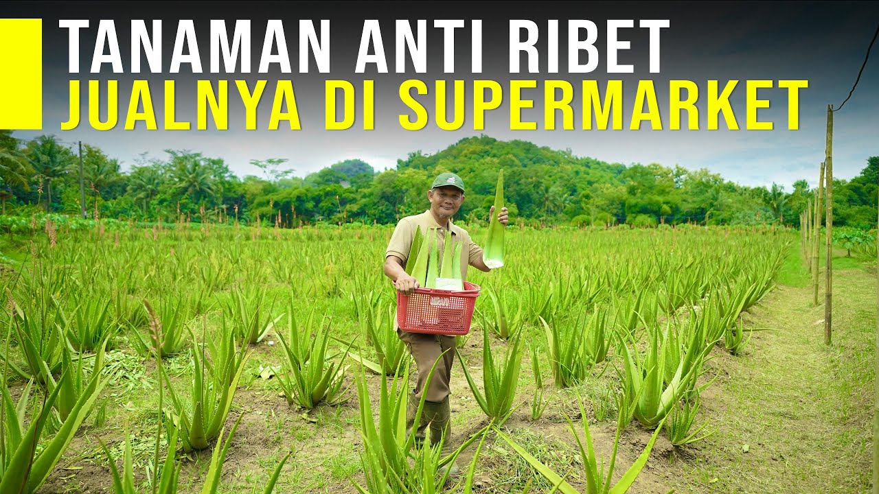 Lidah Buaya Sekali Tanam Bisa Panen Selama 10 Tahun, Permintaan Pasar & Harga Sangat Tinggi