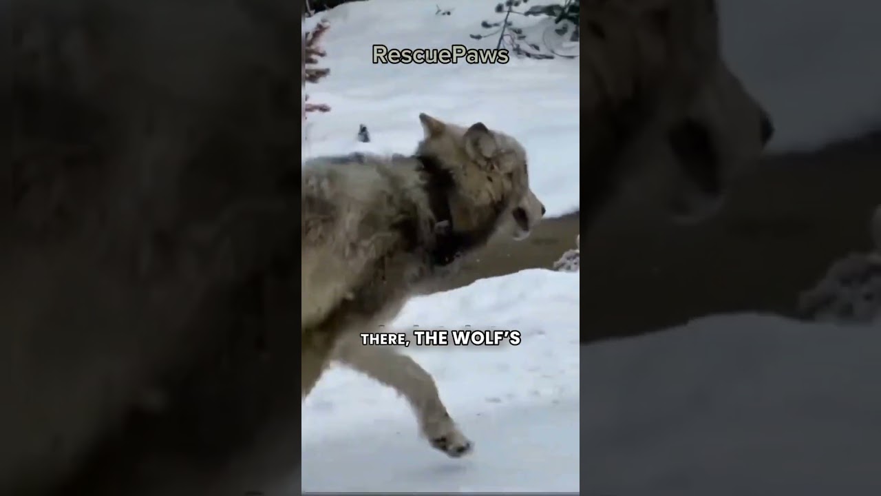The Wolf Asked for Help #shorts