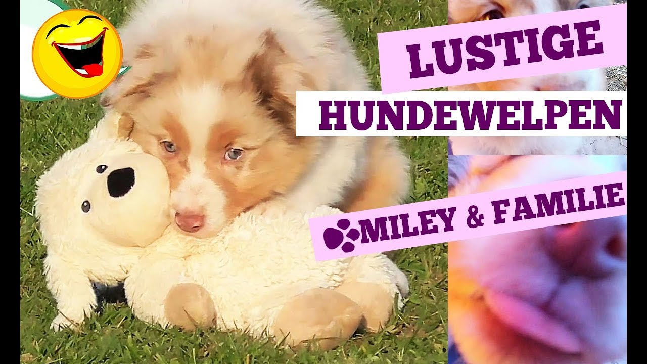 Lustige Australian Shepherd Welpen haben Spaß