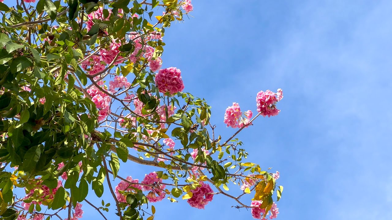 M&ugrave;a hoa k&egrave;n hồng nở rực rỡ tr&ecirc;n c&aacute;c tuyến đường S&agrave;i G&ograve;n