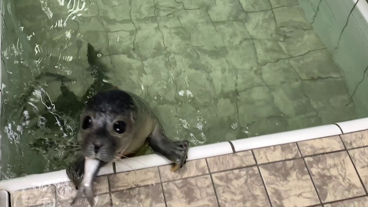 Zeehondenpup Skyp eet eerste vis I Ecomare Texel