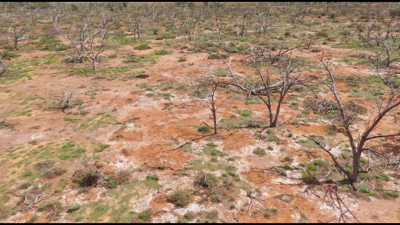 Biodiverse Reforestation Project