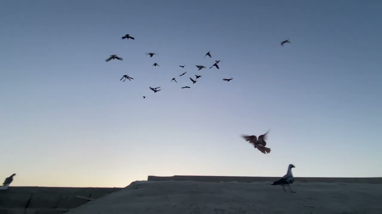 ع اليل قامو ماحطو😱