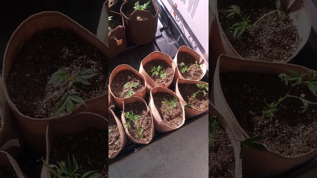Alien fire Master kush og clones just transplanted into 2 gallon pots week 1