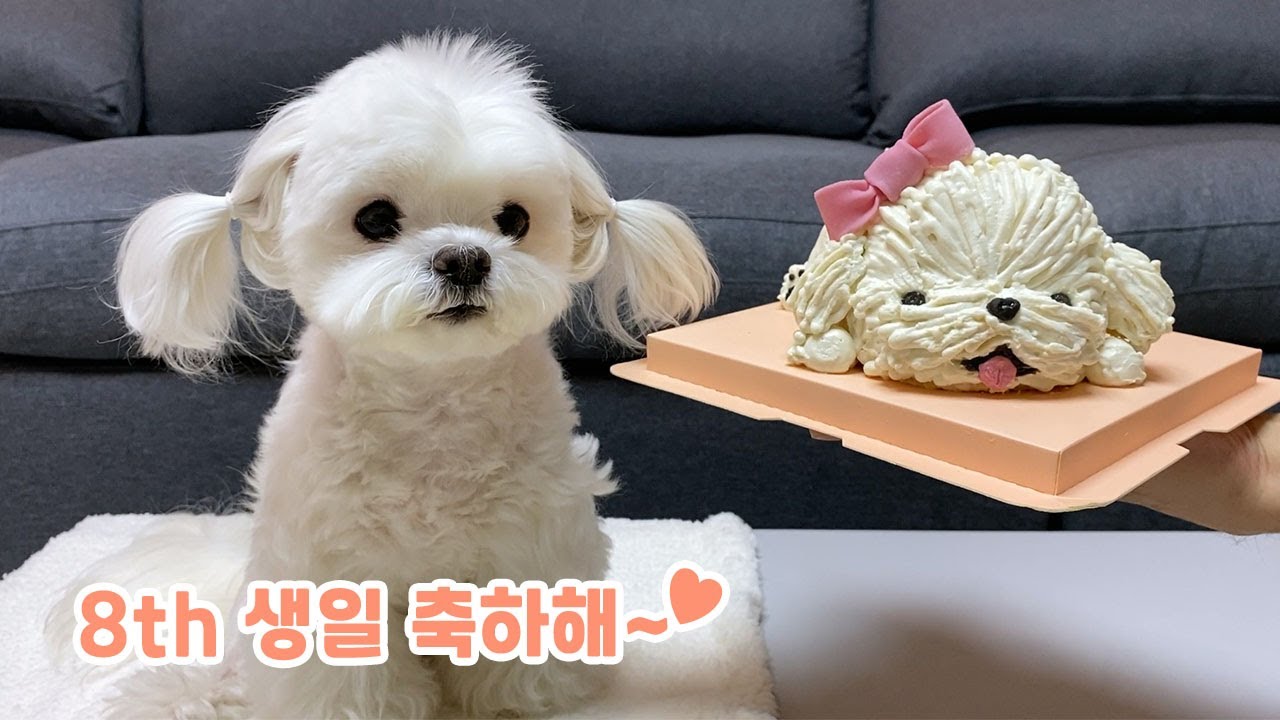 Поздравления с 8-летием щенка Сунсима ~🎉