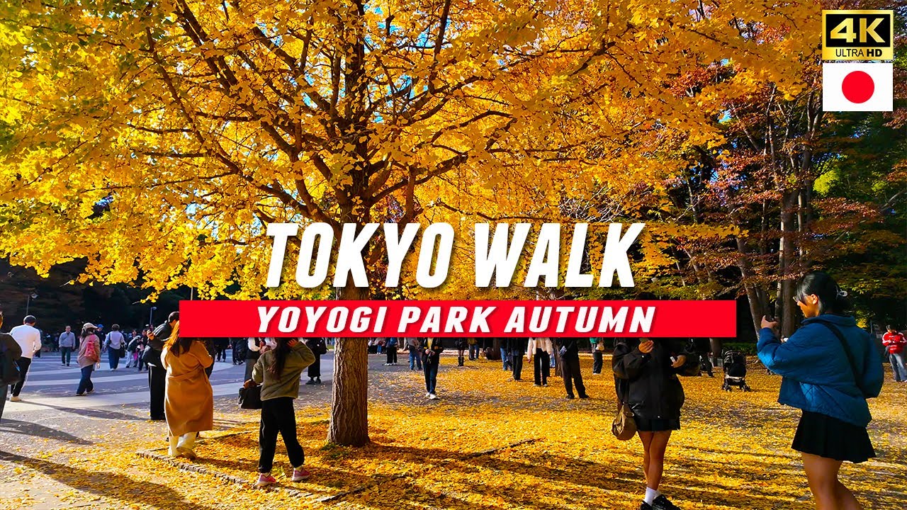 Japan travel / Tokyo Walk through Yoyogi Park Autumn Ginkgo Trees in Shibuya / 4K UHD