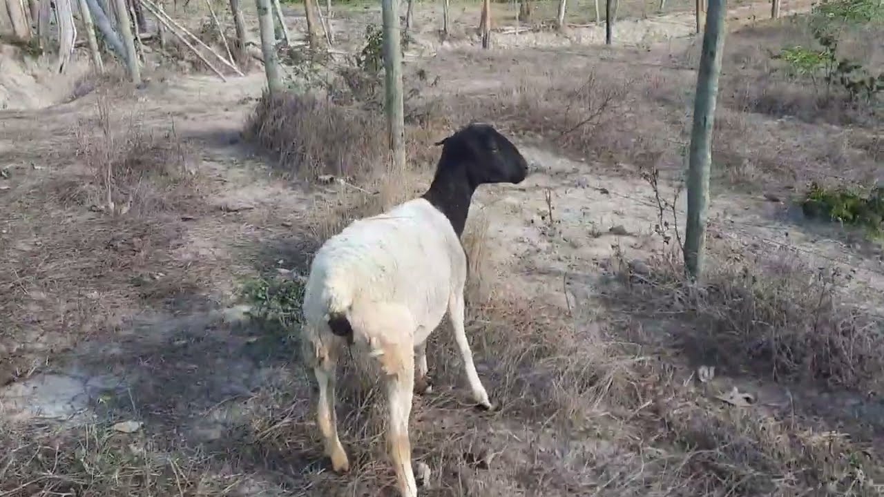 intoxicação alimentar em ovelha faça isso rapidamente salve seu animal