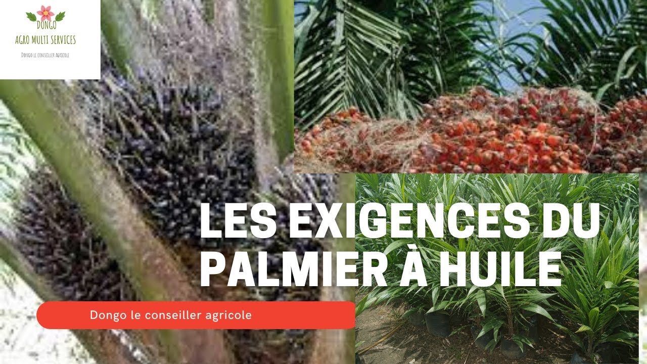 Les exigences de la culture du palmier a huile ?