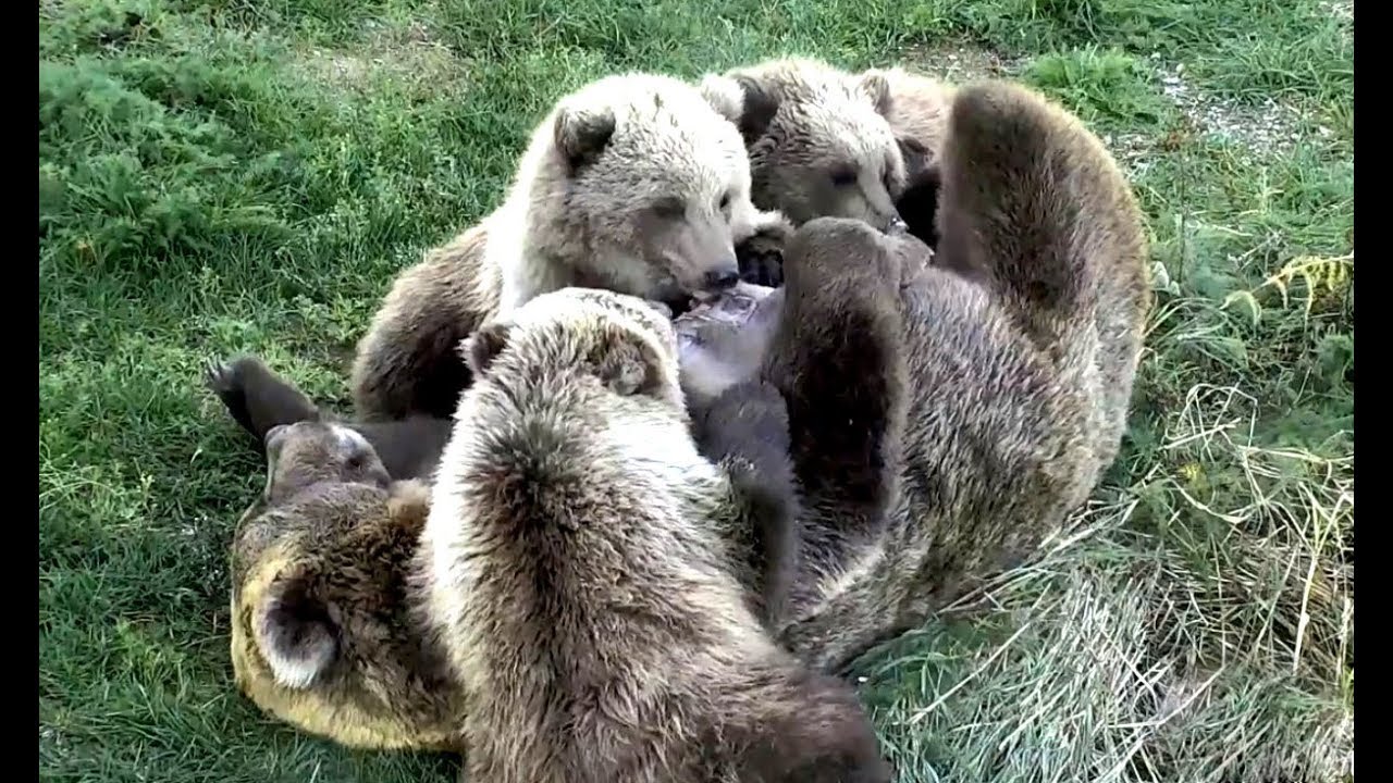 Mom bear (273) nursing and playing with her cubs. Brooks River. 21 September 2019