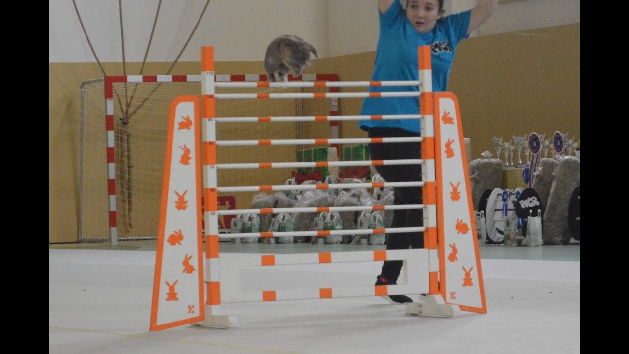 Rabbit jumping - High Jump