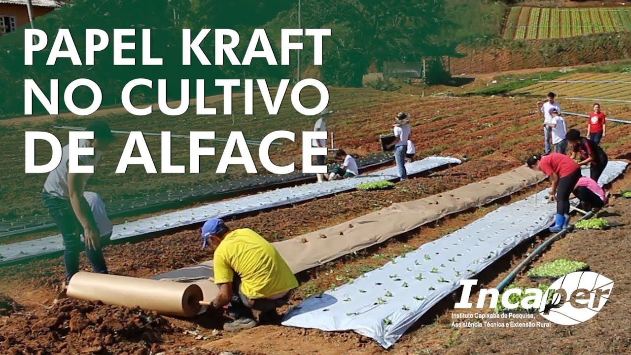 Papel Kraft no Controle de Daninhas ao Alface