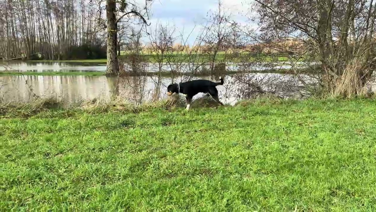 Grosser Schweizer Sennenhund/Grand Bouvier Suisse/Nass und Kalt Humide et froid