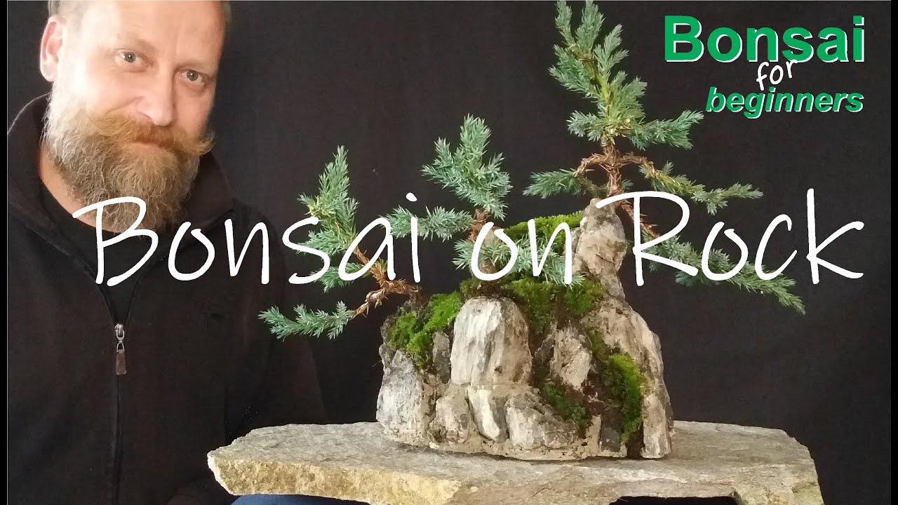 Wie gestaltet man einen Bonsai: Grundform- 