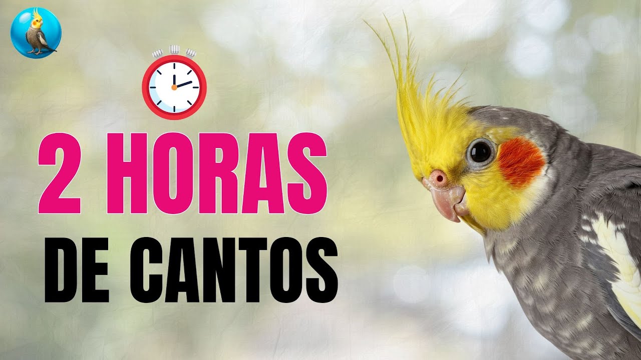 2 HORAS DE CANTOS Para CACATÚAS NINFAS enséñales a cantar