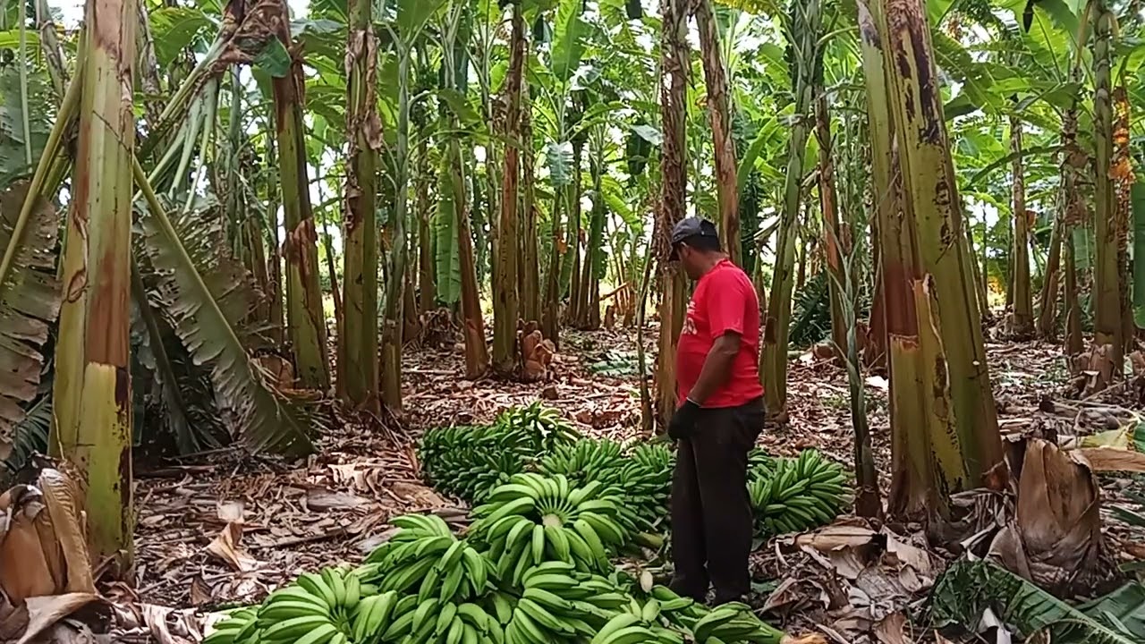 DISPENCA E CLASSIFICAÇÃO  DA BANANA 🍌 PRA O COMÉRCIO