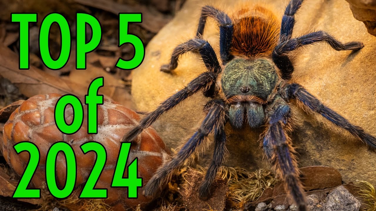 YOU DID THIS! Top 5 Tarantula Collective videos of 2024!