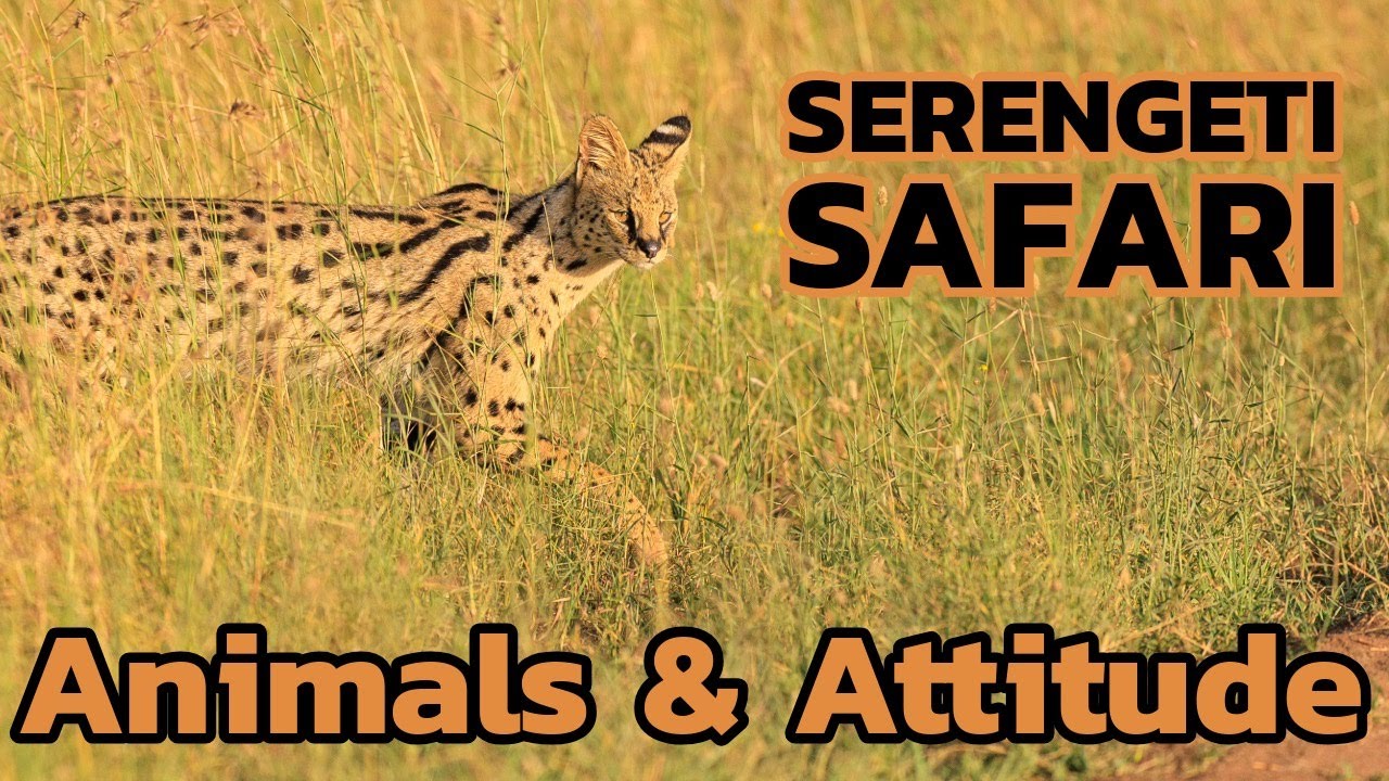 What is the Right Mindset for a Serengeti Safari? Plus Stay at Lemala Ewanjan and Nanyukie Camps