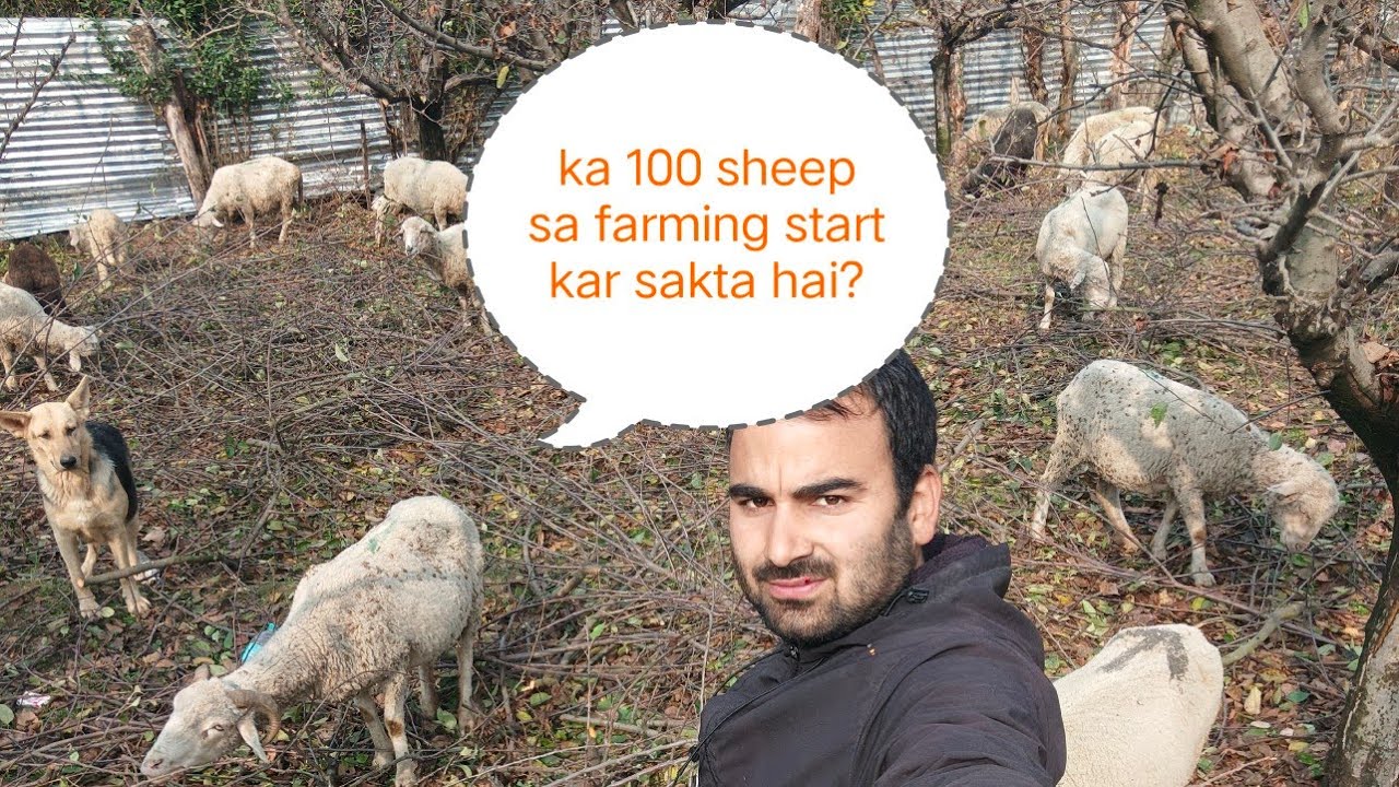 sheep farming kitna sheep sa start kera?kon sa sheep bread acha rehaga sheep farming kaleya.