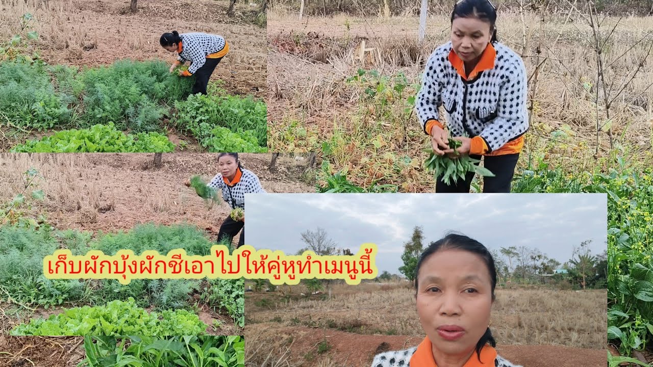 ผักงามๆจะเก็บไปฝากใครดี#ป้าแต๋นชาเเนล 