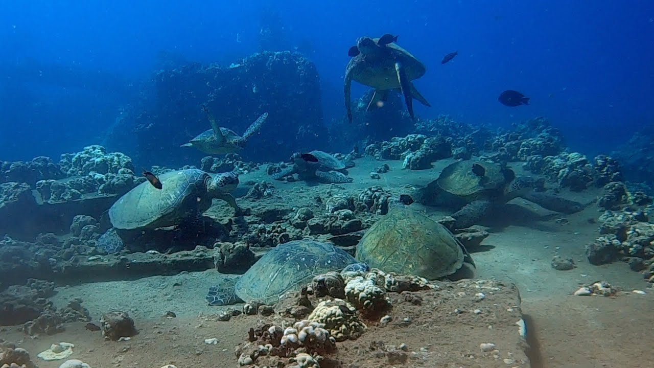 Shore Diving the Big Island of Hawaii & Maui
