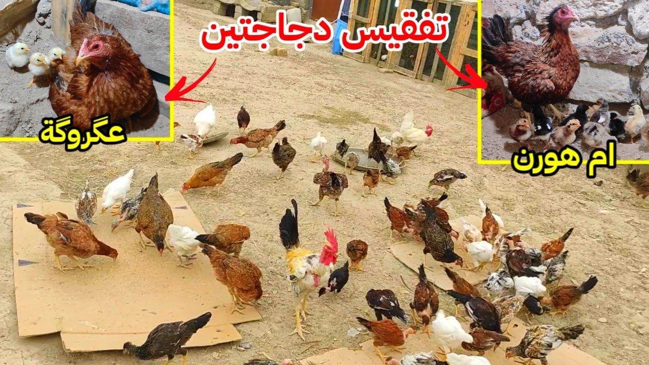 فقسن دجاجتين 🐣 الهراتي الصغير قتل اخوه + عزلت الافراخ عن امهن