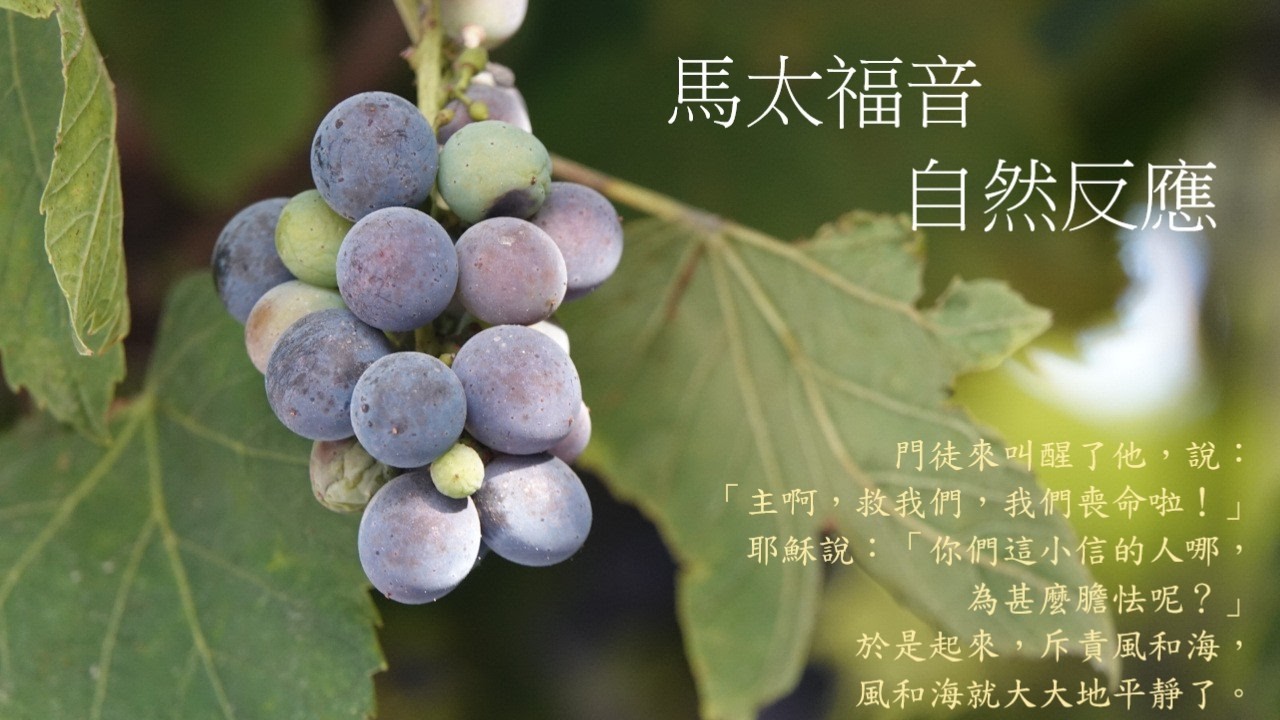 靈修:馬太福音-自然反應 20260323