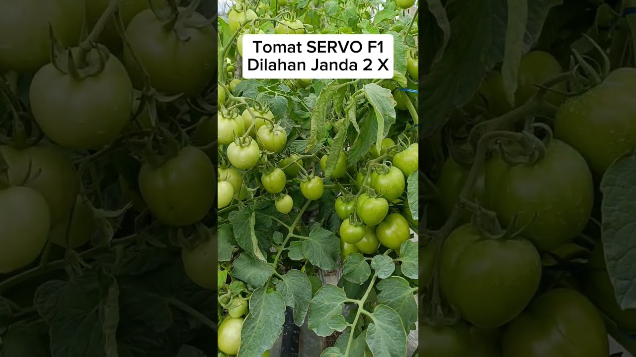 Kondisi Tomat SERVO F1 dilahan Janda 2X. #short #shorts