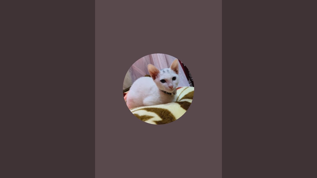 cute baby kitten07 is live!