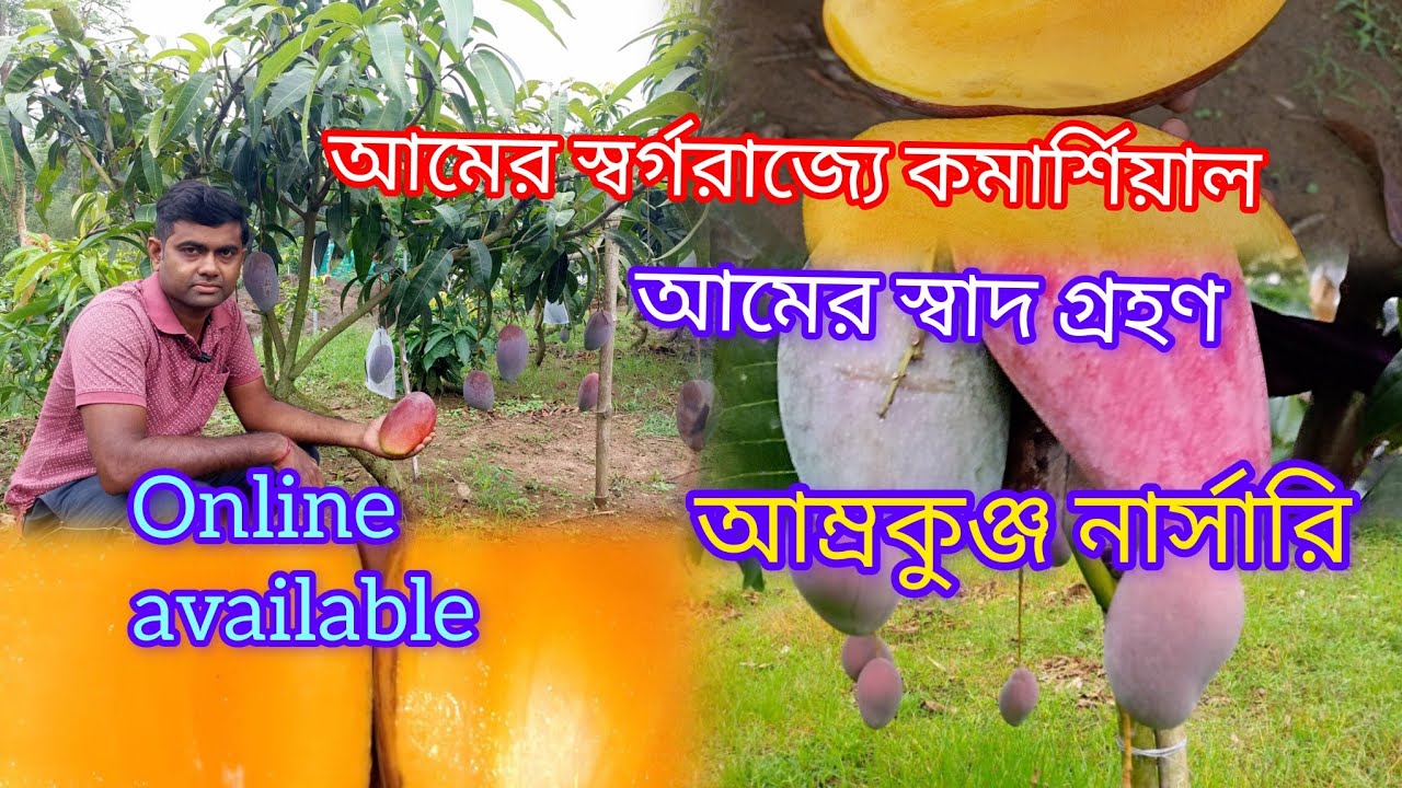 আমের স্বর্গরাজ্যে কমার্শিয়াল আমের স্বাদ গ্রহণ।।  TASTING COMMERCIAL MANGOES.।।আম্রকুঞ্জ নার্সারি।। 