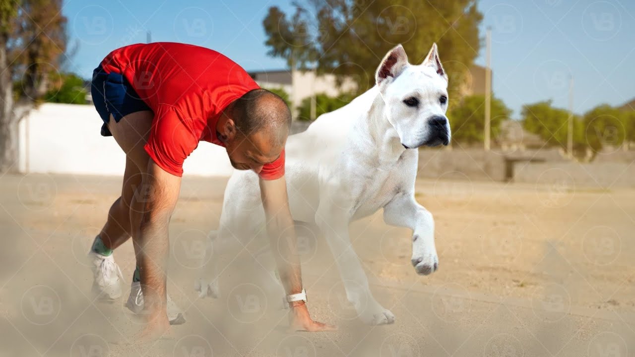The Top 10 Sporting Dog Breeds