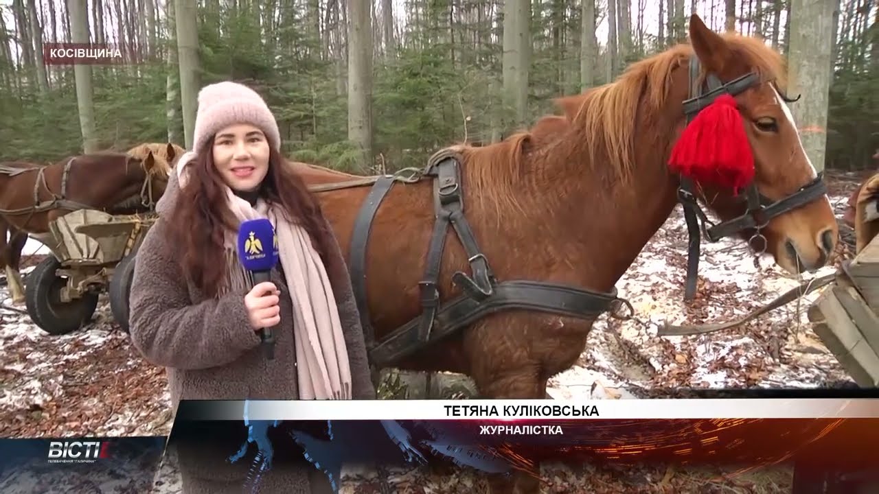 Кінне трелювання деревини