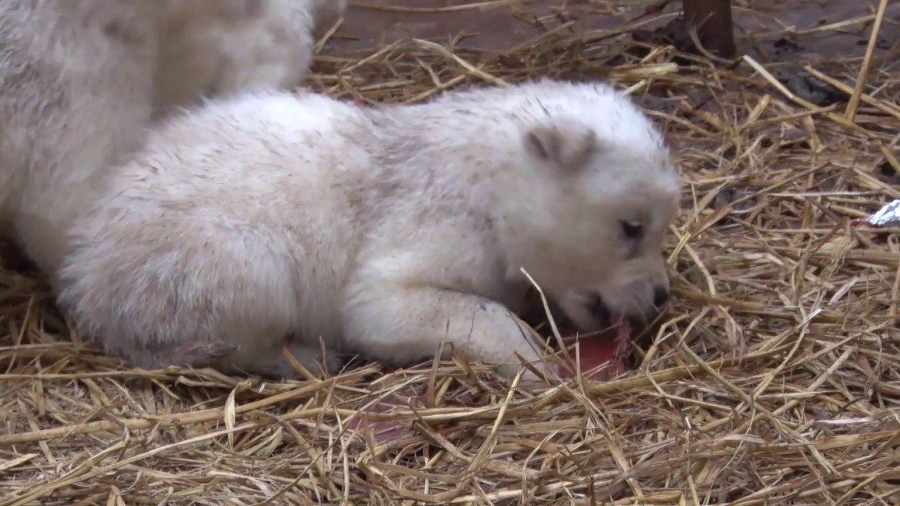 Animal Rescue Team Preparing to Shut Down 10th Dog Meat Farm