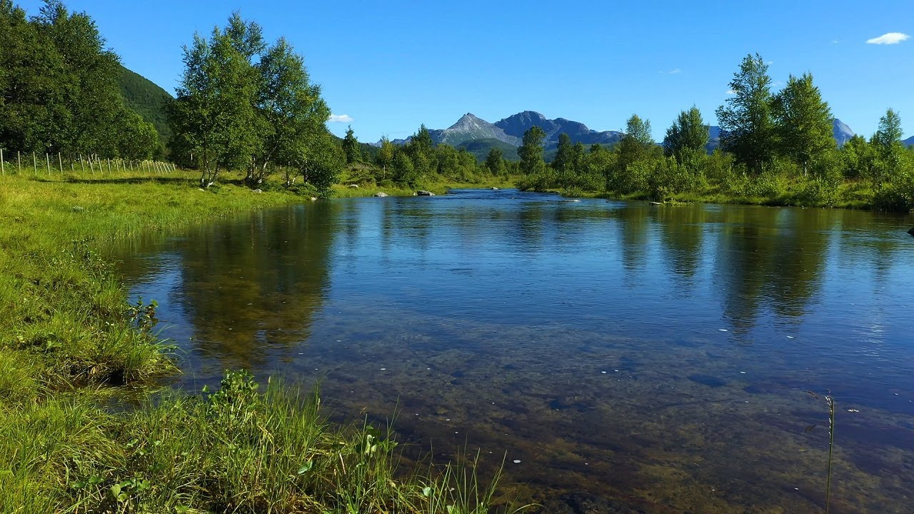 Norwegian forest landscape with relaxing nature sounds for work and studying