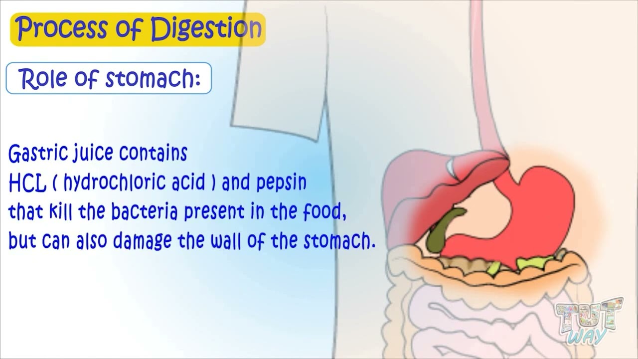 Digestive System | Process of digestion