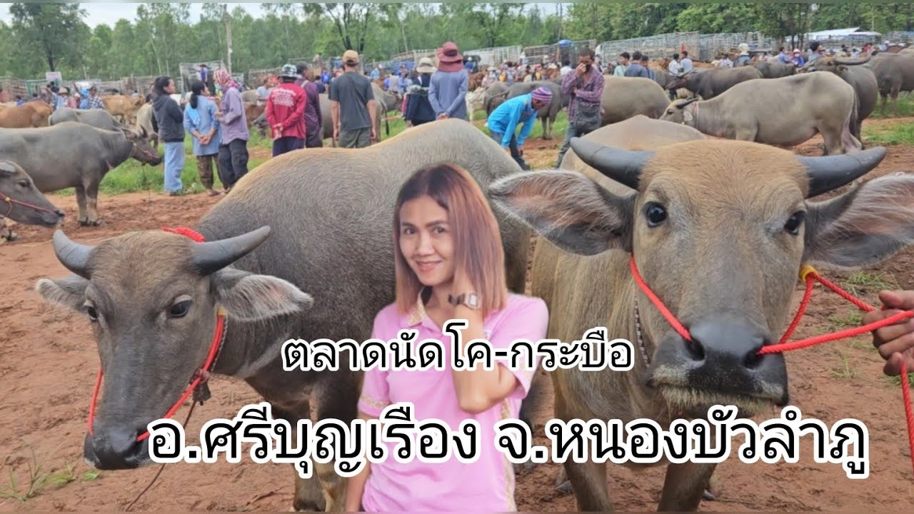 #ราคาควายวันนี้ อ.ศรีบุญเรือง จ.หนองบัวลำภู บรรยากาศดูคึกคักการซื้อขาย#ควายงาม