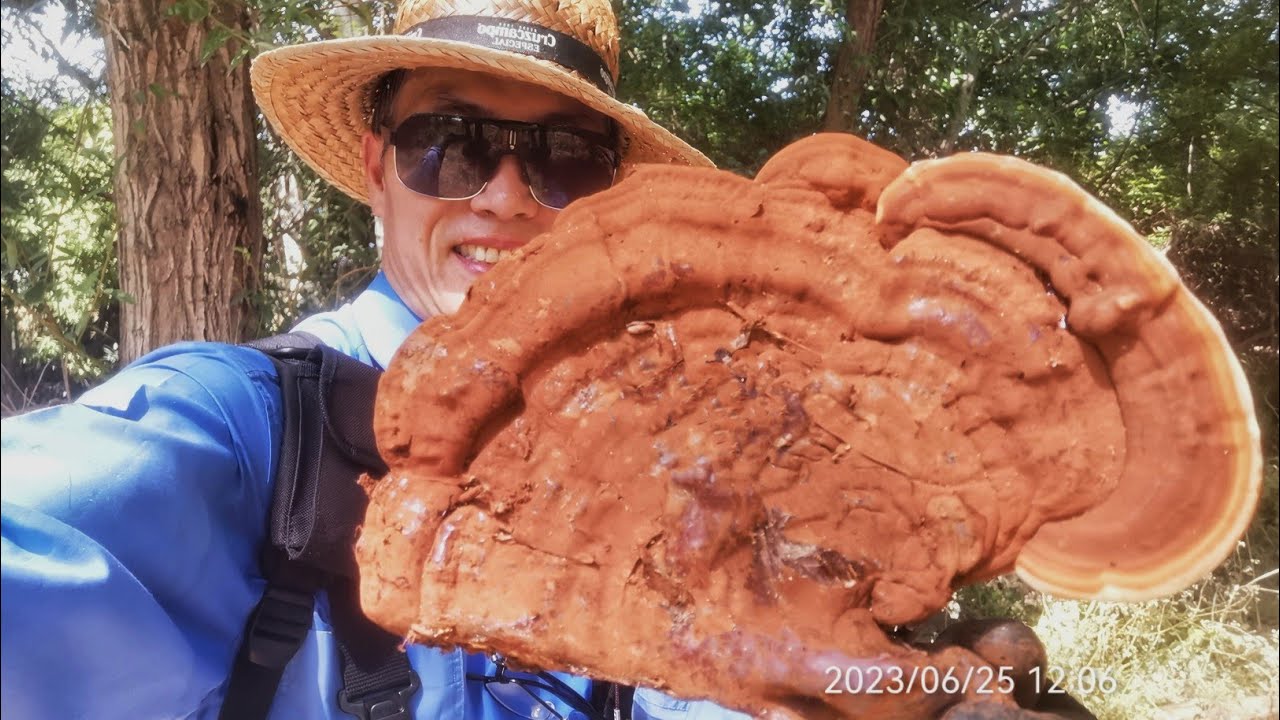Ganoderma Applanatum