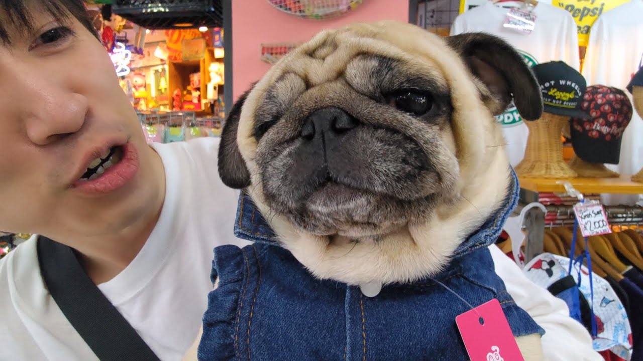 30代、未婚、彼女なし。でも愛犬と鎌倉に行ったらたくさんの出会いがあった