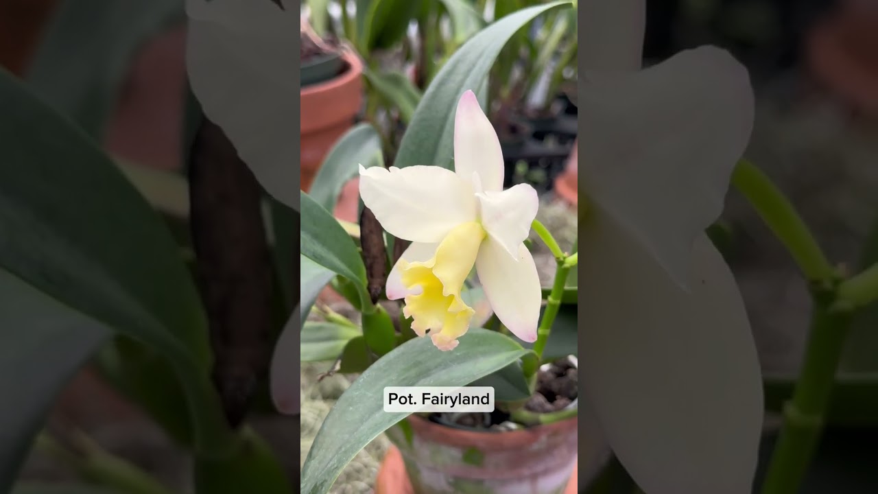 Sundance Orchids and Bromeliads Tour!