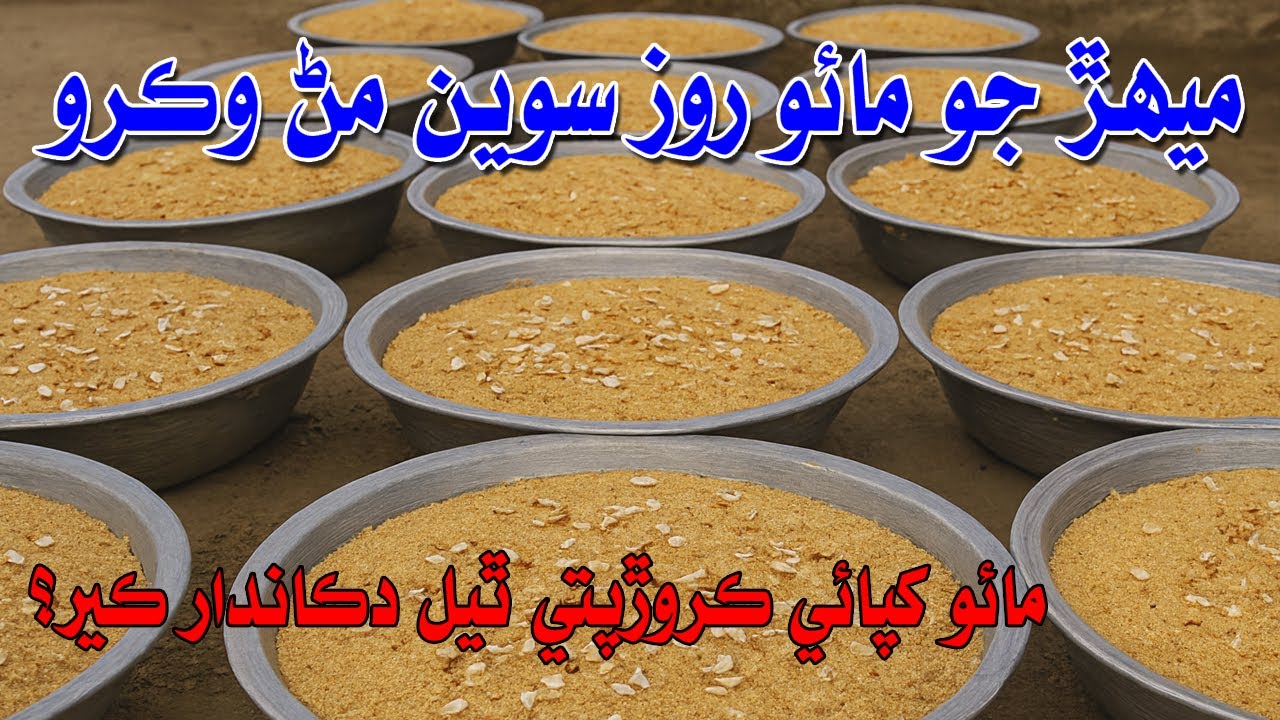 مائو کپائي ڪروڙپتي ٿي ويا آھيون ميھڙ جو دڪاندار