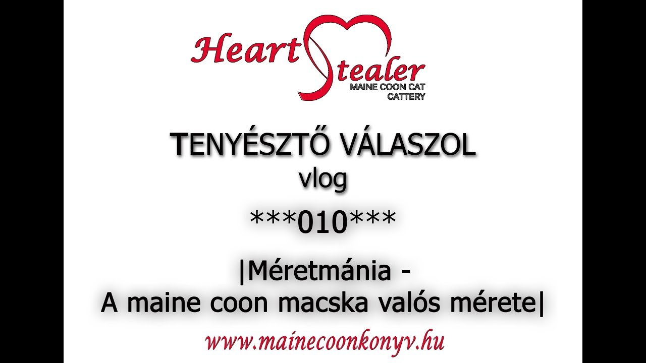 Méretmánia  - A maine coon macska valós mérete | TENYÉSZTŐ VÁLASZOL 010