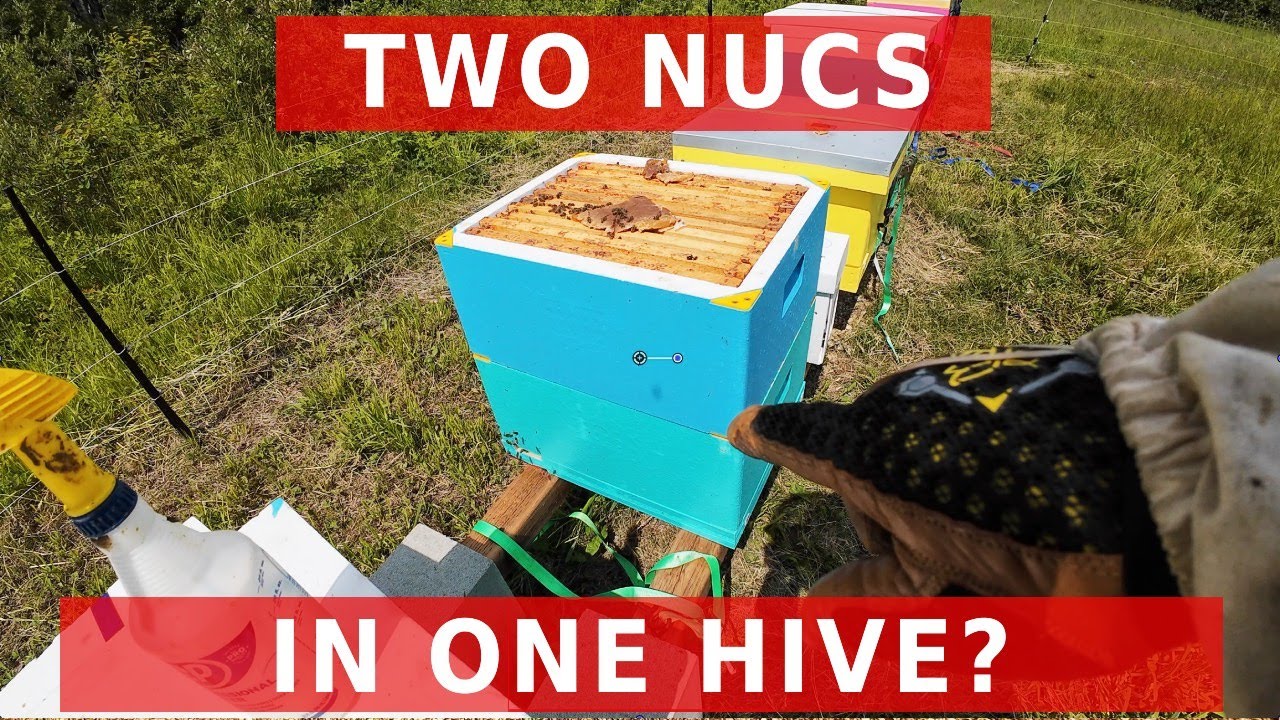 Two Nucs One Beehive