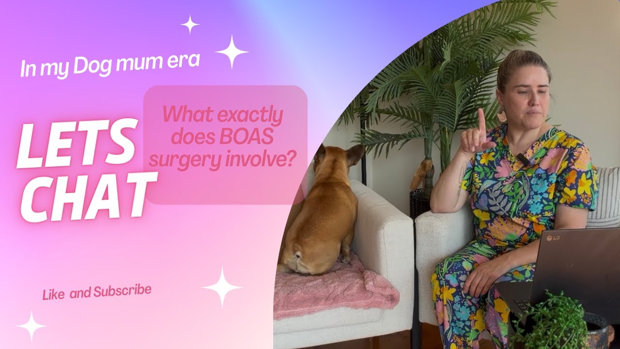 What is involved in BOAS surgery #frenchbulldog #dogtraining #frenchies #dog #dogs #dogmom