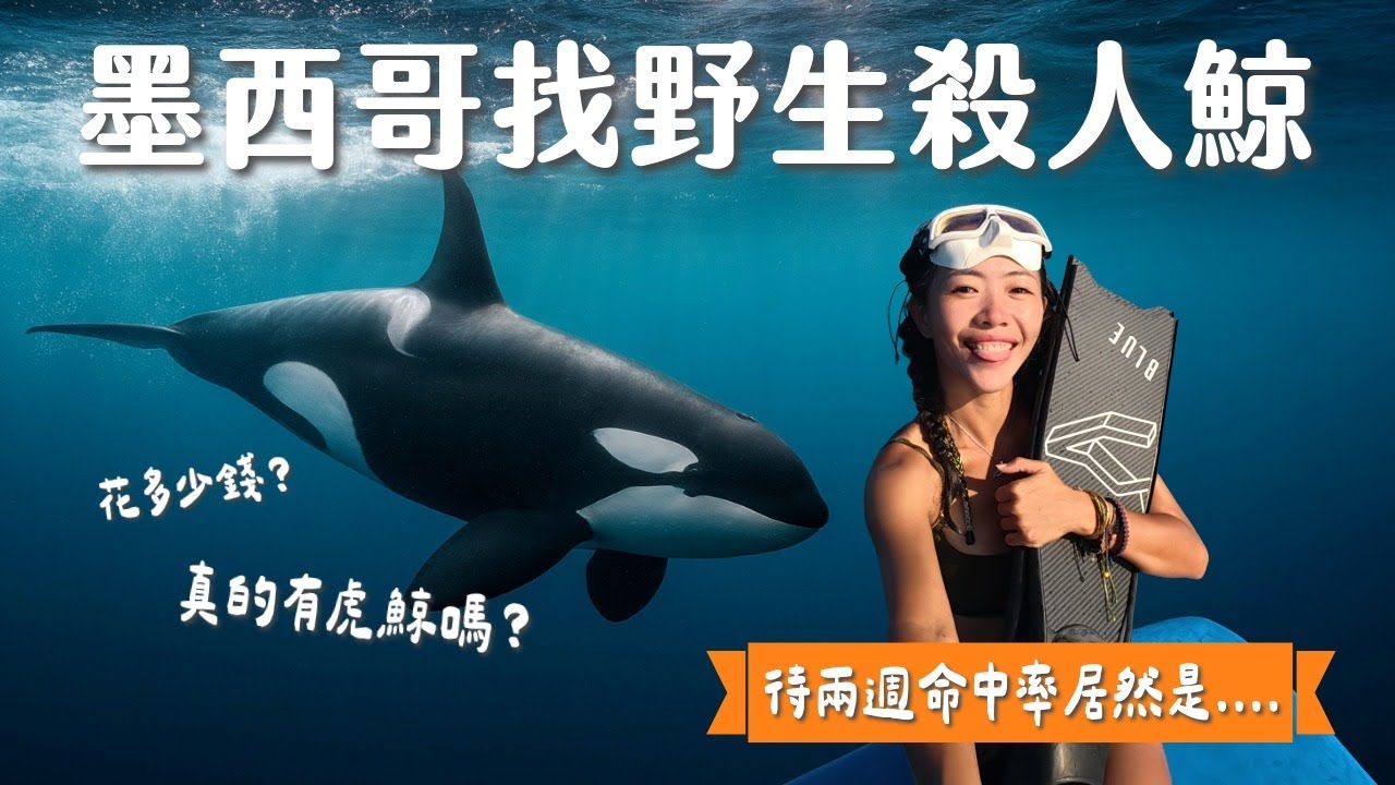尋找野生殺人鯨、上百隻魟魚遷徙！飛一趟墨西哥潛水值得嗎？待兩週命中率有多少？
