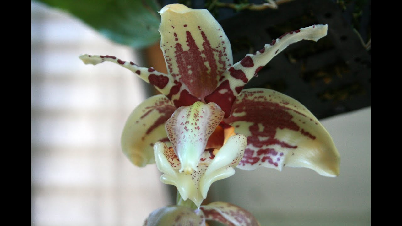 Stanhopea tigrina var.  nigroviolacea 'Predator'