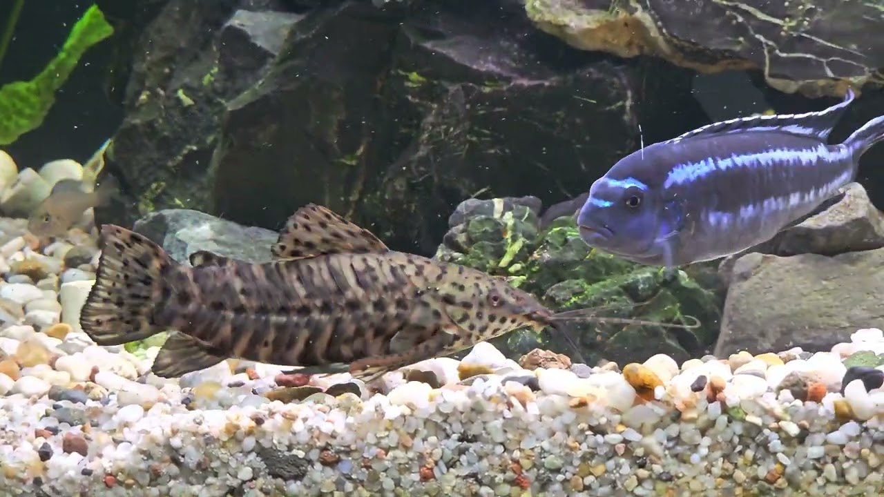 Kiryśnik czarnoplamy (Hoplosternum thoracatum)