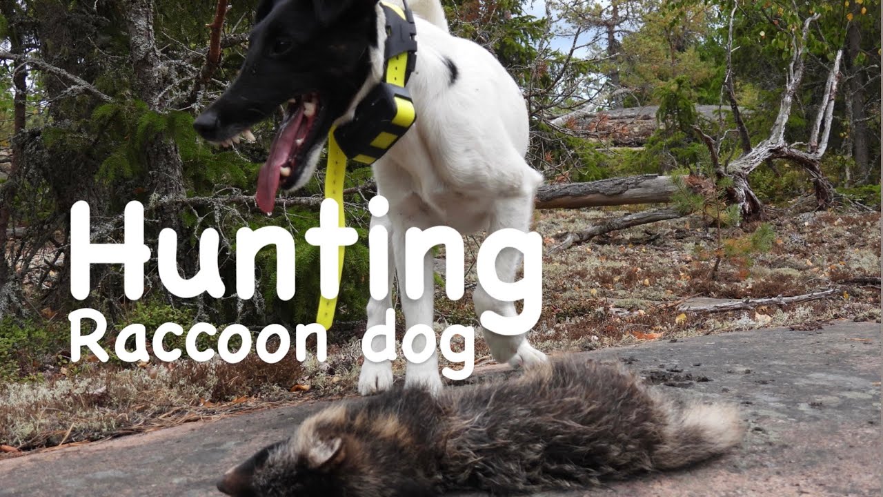 Jakt med foxterrier