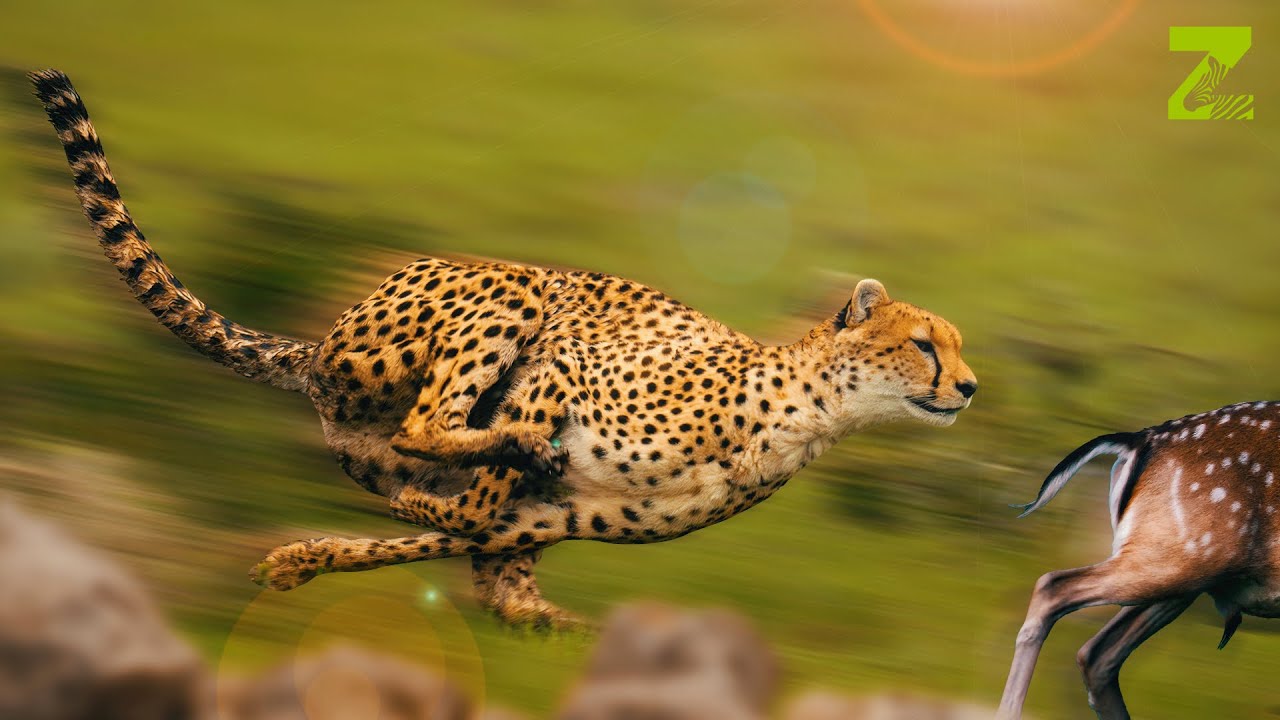 Built for Speed | Cheetah - The Fastest Animal on Earth