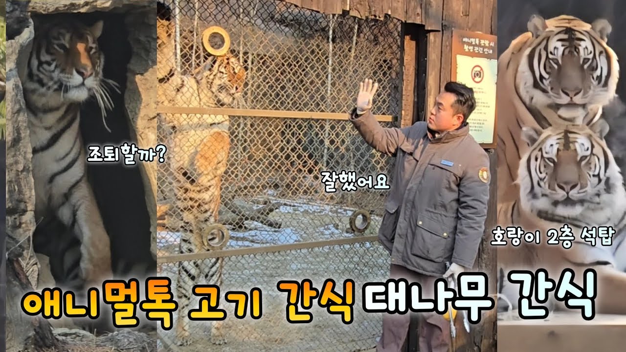에버랜드 한국호랑이도 대나무 좋아하는 바오 보물들이에요💕26.01.23 Everland Amurtiger Areum Daun Woori Nara 